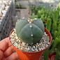 Astrophytum myriostigma cv. tricostata nudum