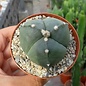 Astrophytum myriostigma cv. tricostata nudum