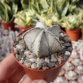 Astrophytum Supercoahuilense