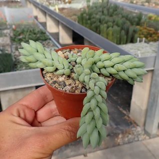 Sedum morganianum