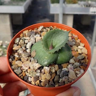 Agave marmorata cv. Papilio Platanoides