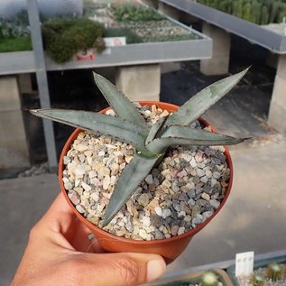 Agave cv. nigra