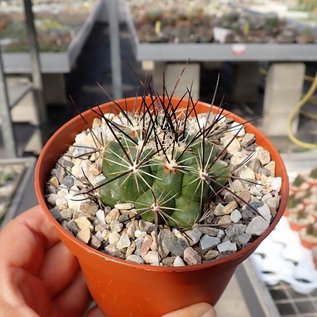 Thelocactus garciae