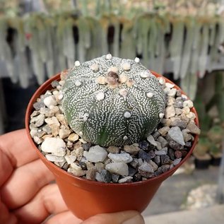 Astrophytum-Hybr. CAPAS/COAS X Super Kabuto B-Flower