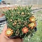 Delosperma cv. Hanna       (dw)