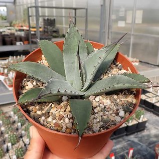 Agave parryi v. chihuahuensis      (dw)