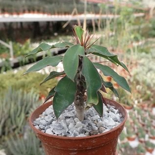 Euphorbia antafikiensis-Hybr.