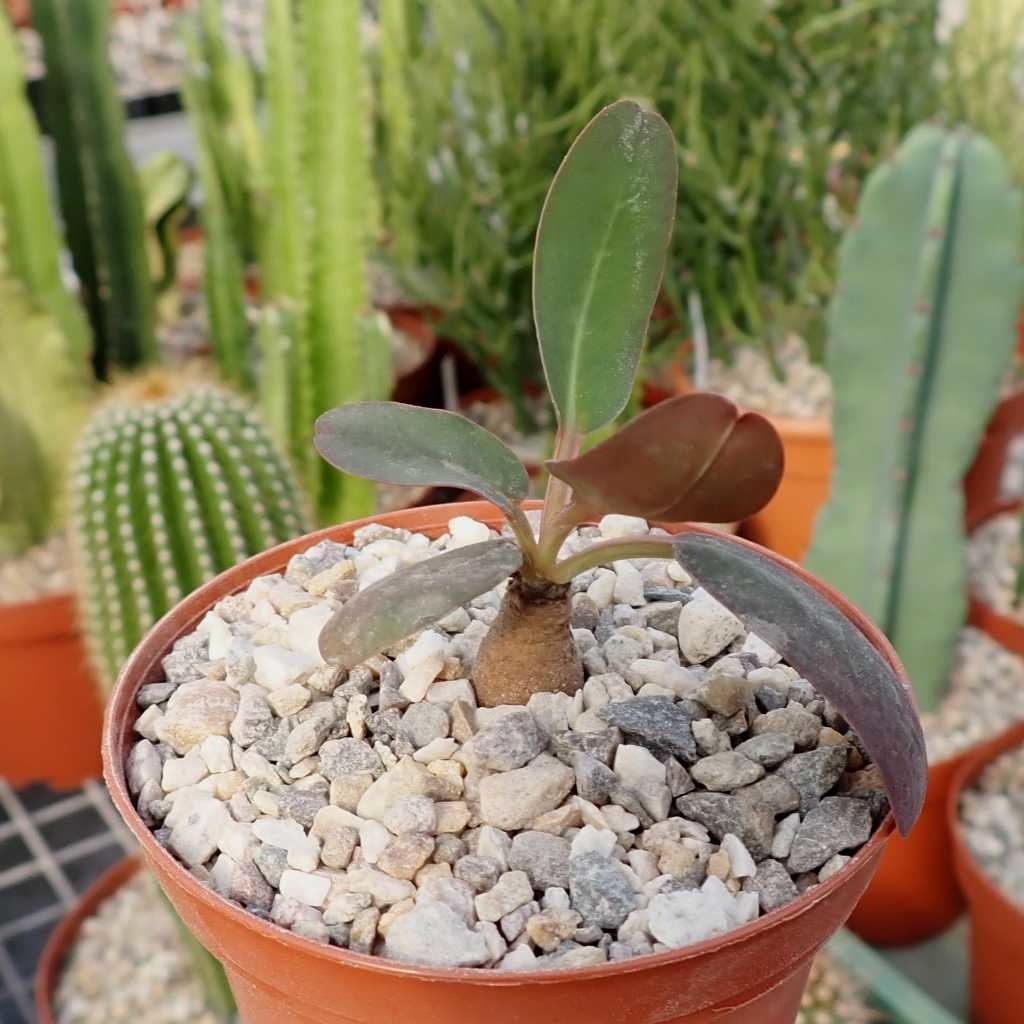 Euphorbia brunellii RM 183 Uhlig Kakteen Über 5000 verschiedene Arten