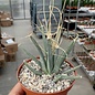 Leuchtenbergia principis