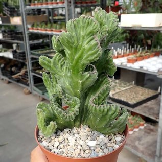 Stapelia leendertziae     cristata