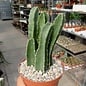 Stapelia grandiflora