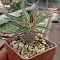 Pachypodium rosulatum v. gracilius