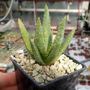 Aloe ramosissima