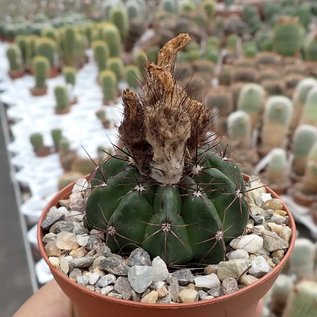 Notocactus ottonis v. paraguayensis