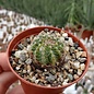 Echinocereus pulchellus v. sharpii SB 1569 Ascension, NL