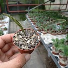 Ledebouria cooperi