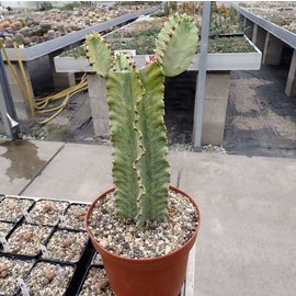 Euphorbia ingens cv. Marmorata Einzel