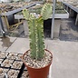 Euphorbia ingens cv. Marmorata Einzel