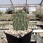 Opuntia rhodantha v. pisciformis      (dw)