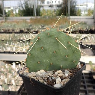 Opuntia macrorhiza  DJF 720 Kenton, Oklahoma    (dw)