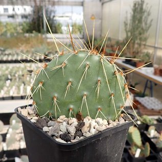 Opuntia macrorhiza cv. Susanne      (dw)