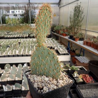 Opuntia strigil cv. Kurt      (dw)