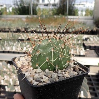 Opuntia Hybr. cv. Rom      (dw)