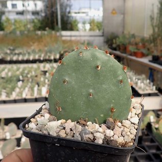 Opuntia humifusa   Pt. Pelee, Ontario, Kanada    (dw)