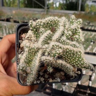 Corynopuntia clavata cv. Wicky    cristata  (dw)