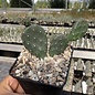 Opuntia rhodantha cv. Dornenlos Richter      (dw)