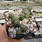 Opuntia rhodantha cv. Torrey      (dw)