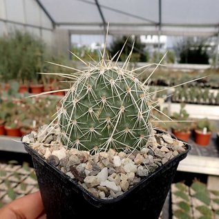 Opuntia polyacantha cv. Albispina      (dw)