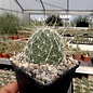 Opuntia polyacantha cv. Albispina      (dw)