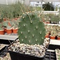 Opuntia polyacantha   Loa Pass, Utah, 2400 m    (dw)