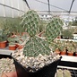 Opuntia polyacantha cv. Wibke      (dw)