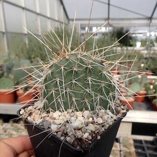 Opuntia polyacantha var. trichophora      (dw)