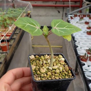 Uncarina leptocarpa