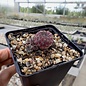 Sulcorebutia rauschii       (dw)