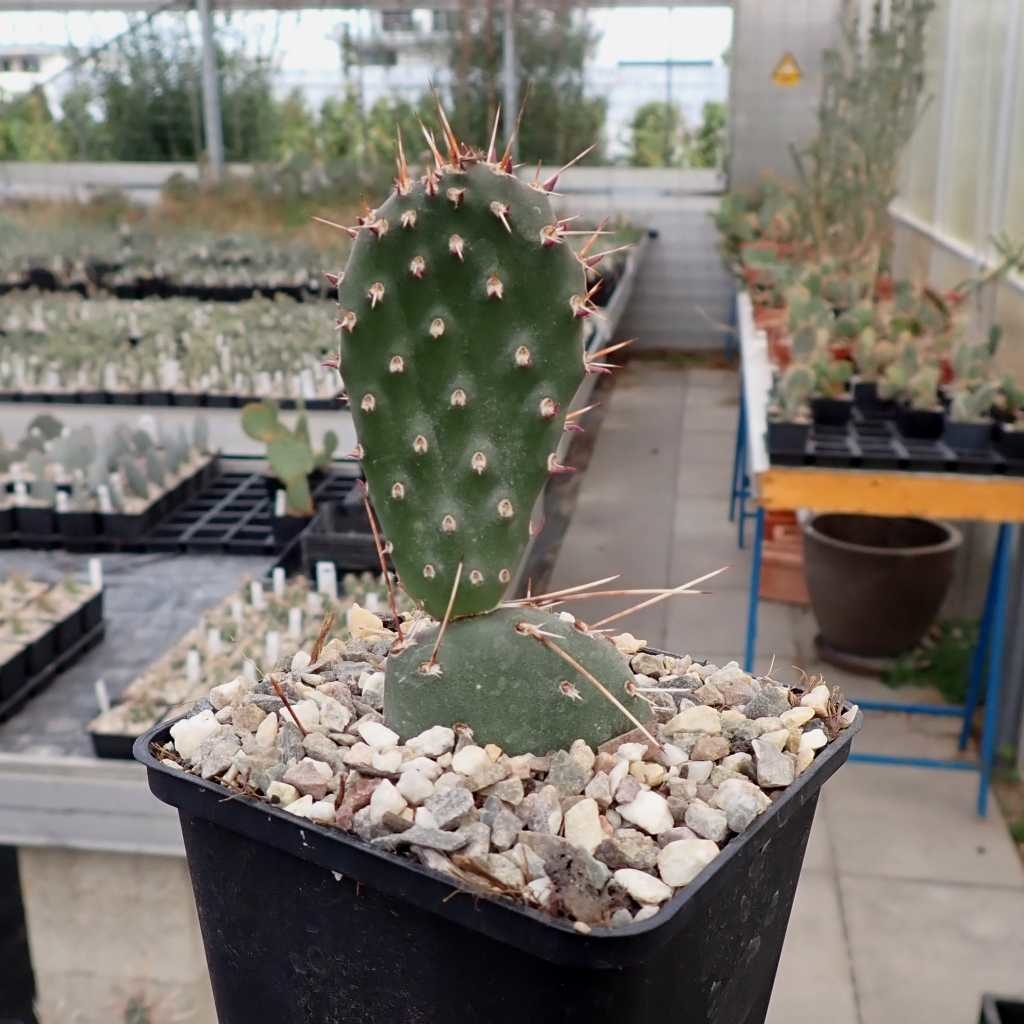 opuntia phaeacantha cv.darknight オプンチア サボテン 多肉植物
