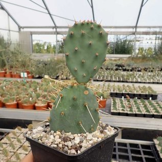 Opuntia phaeacantha cv. Kaiserstuhl      (dw)