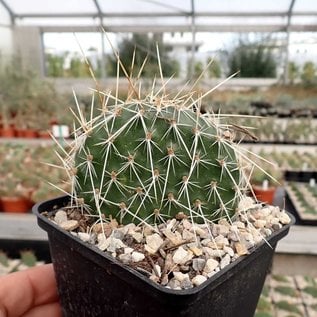 Opuntia polyacantha   Reedpoint, Montana    (dw)