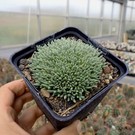 Delosperma sphalmantoides       (dw)