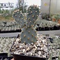 Opuntia basilaris v. brachyclada SB      (dw)