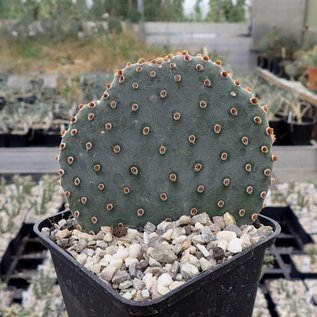 Opuntia basilaris cv. Moab      (dw)