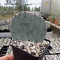 Opuntia violacea       (dw)