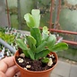 Schlumbergera russeliana