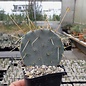 Opuntia pottsii cv. Bochum      (dw)