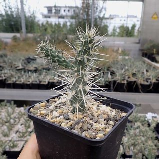 Cylindropuntia acanthocarpa   Mead View, Arizona, USA    (dw)