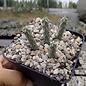 Cylindropuntia ramosissima       (dw)