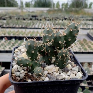 Opuntia fragilis   Lake Woods, BC, Kanada    (dw)